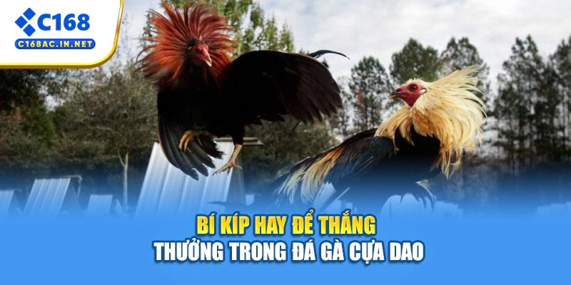 Đá Gà Cựa Dao – Cuộc Đấu Nảy Lửa, Hấp Dẫn Từng Giây 4 Bí kíp hay để thắng thưởng trong đá gà cựa dao