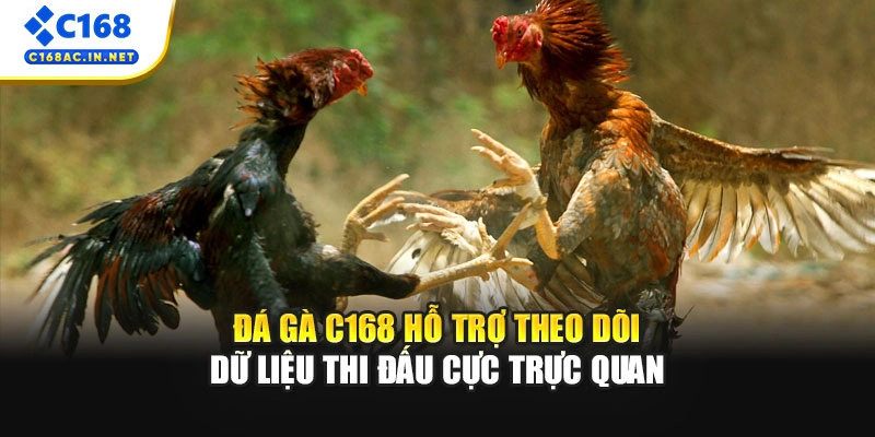 Đá gà C168 hỗ trợ theo dõi dữ liệu thi đấu cực trực quan