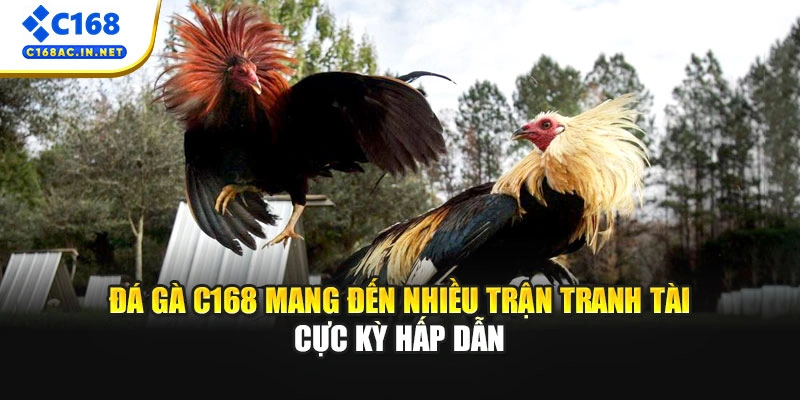 Đá gà C168 mang đến nhiều trận tranh tài cực kỳ hấp dẫn