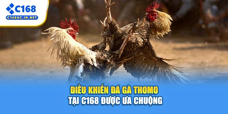 Đá Gà Thomo - Sân Chơi Nảy Lửa, Cơ Hội Thắng Cực Cao 3 Điều khiến đá gà Thomo tại C168 được ưa chuộng