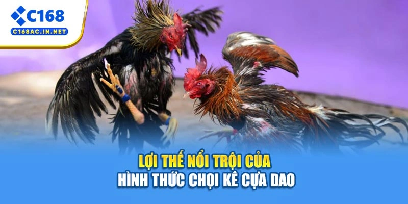 Đá Gà Cựa Dao – Cuộc Đấu Nảy Lửa, Hấp Dẫn Từng Giây 3 Lợi thế nổi trội của hình thức chọi kê cựa dao