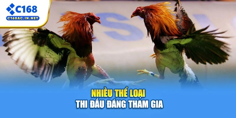 Đá Gà Thomo - Sân Chơi Nảy Lửa, Cơ Hội Thắng Cực Cao 4 Nhiều thể loại thi đấu đáng tham gia